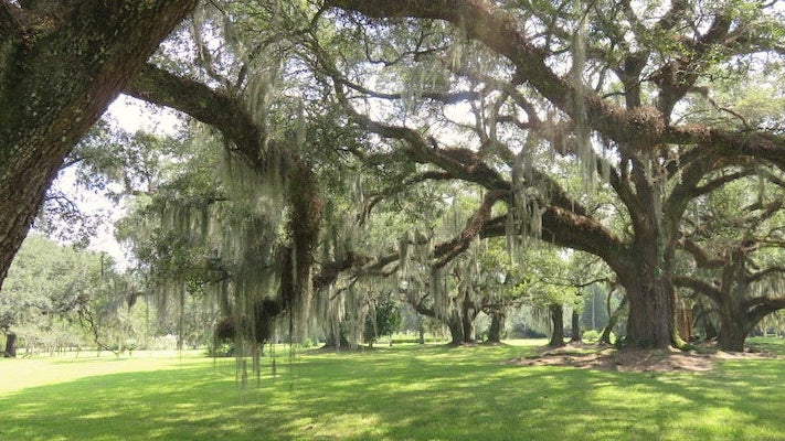 live-oaks_bykelsychauvin