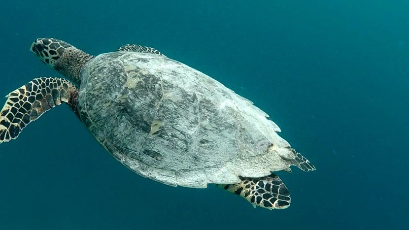 A sea turtle spotted during a dive in the Gili Islands. Photo by Jorge Ortega Villanueva.