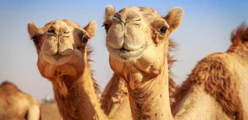 Tucson: Come for the views, stay for the camels. Image courtesy of Shutterstock.