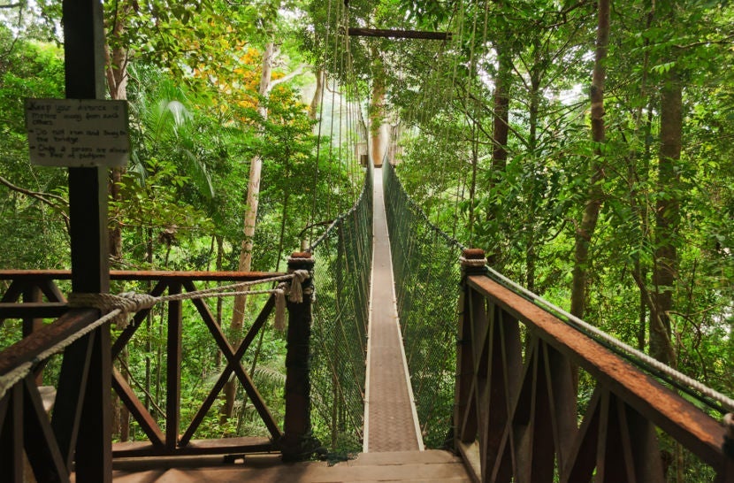 The canopy walk at the Taman Negara rainforest in Malaysia. Photo courtesy of Shutterstock.