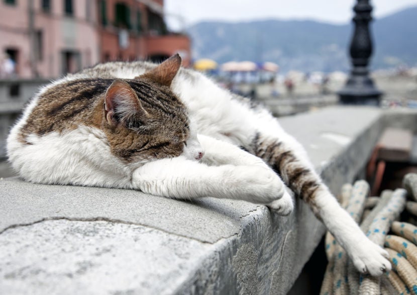 Cats rule Rome. Get used to it. Image courtesy of <a href="http://www.shutterstock.com/dl2_lim.mhtml?src=DCQVWb0FejQl2mMhewBS_Q-1-7&id=64502881&size=medium_jpg">Shutterstock.</a>