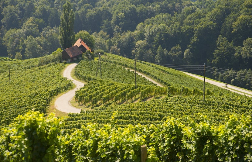 Slovenia's wine producing regions are just another reason to explore its countryside. Image courtesy of Shutterstock. 