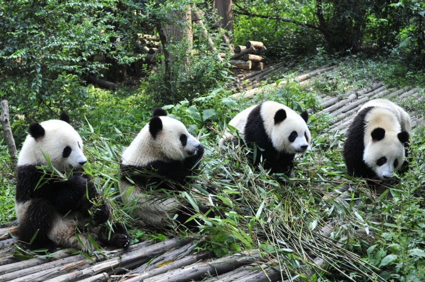 See the great pandas in Chengdu. Image courtesy of Getty Images.