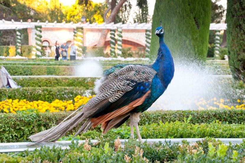 A regal peacock surveys his surroundings in Retiro Park. Image courtesy of IHervas via Getty Images.