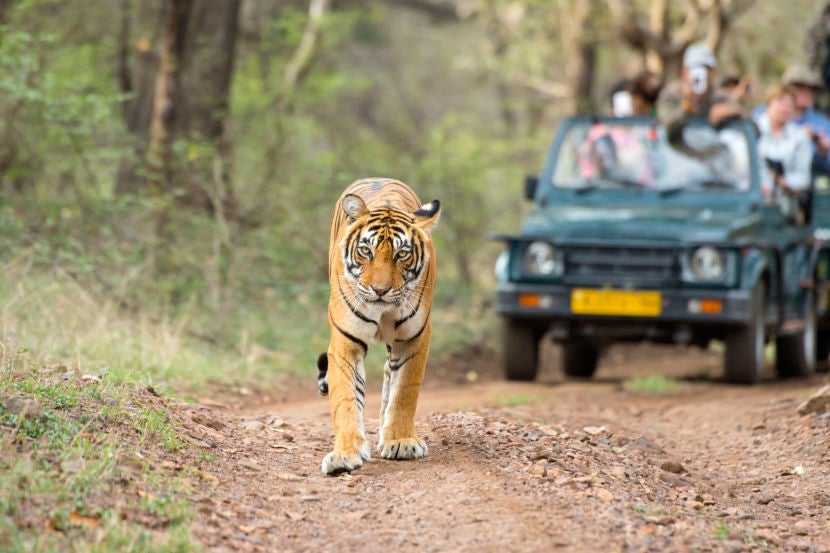 Track tigers in Rajasthan's Ranthambore National Park. Image courtesy of Getty Images.