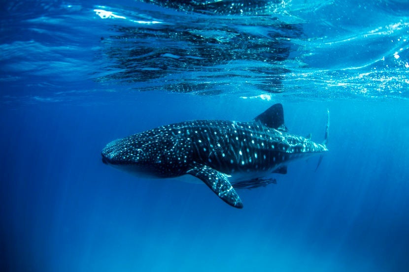 Go swimming with the whale sharks in La Paz. Image courtesy of Getty Images.