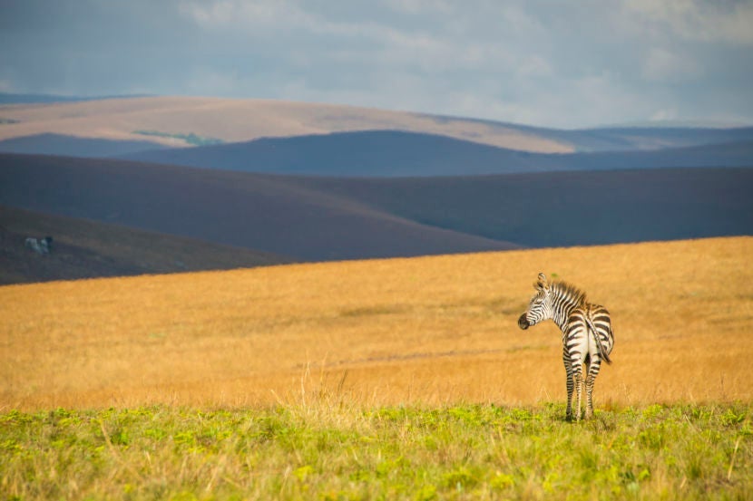 Malawi offers great safari and water-based activities. Image courtesy of Getty Images.