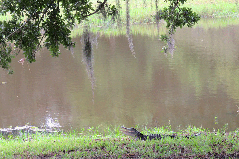 Find alligators, a 12th-century Buddha statue, and lots of picturesque scenery at the Jungle Gardens driving tour. Image courtesy of the author.