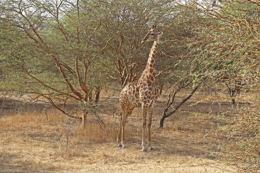 A giraffe spotted at the Bandia Reserve. Image by the author.