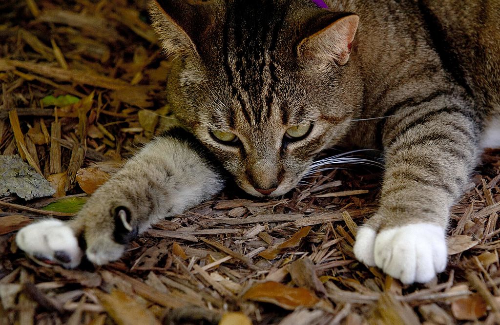 Cruises got to visit Hemingway's six-toed cats in Key West, Florida. Image courtesy of Karen Bleier via Getty Images.