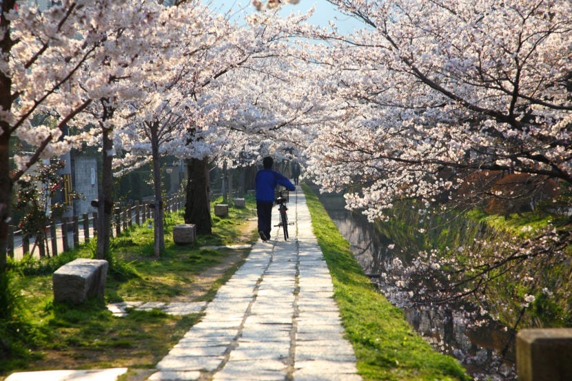 The Philosopher's Walk during cherry-blossom season is heavenly. Image courtesy of buena009 via Getty Images.