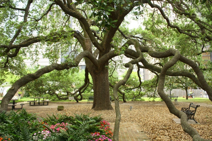 This tree in Sam Houston Park is getting lonely. Time to pay a visit. Image courtesy of Ivanvieito via Getty Images.