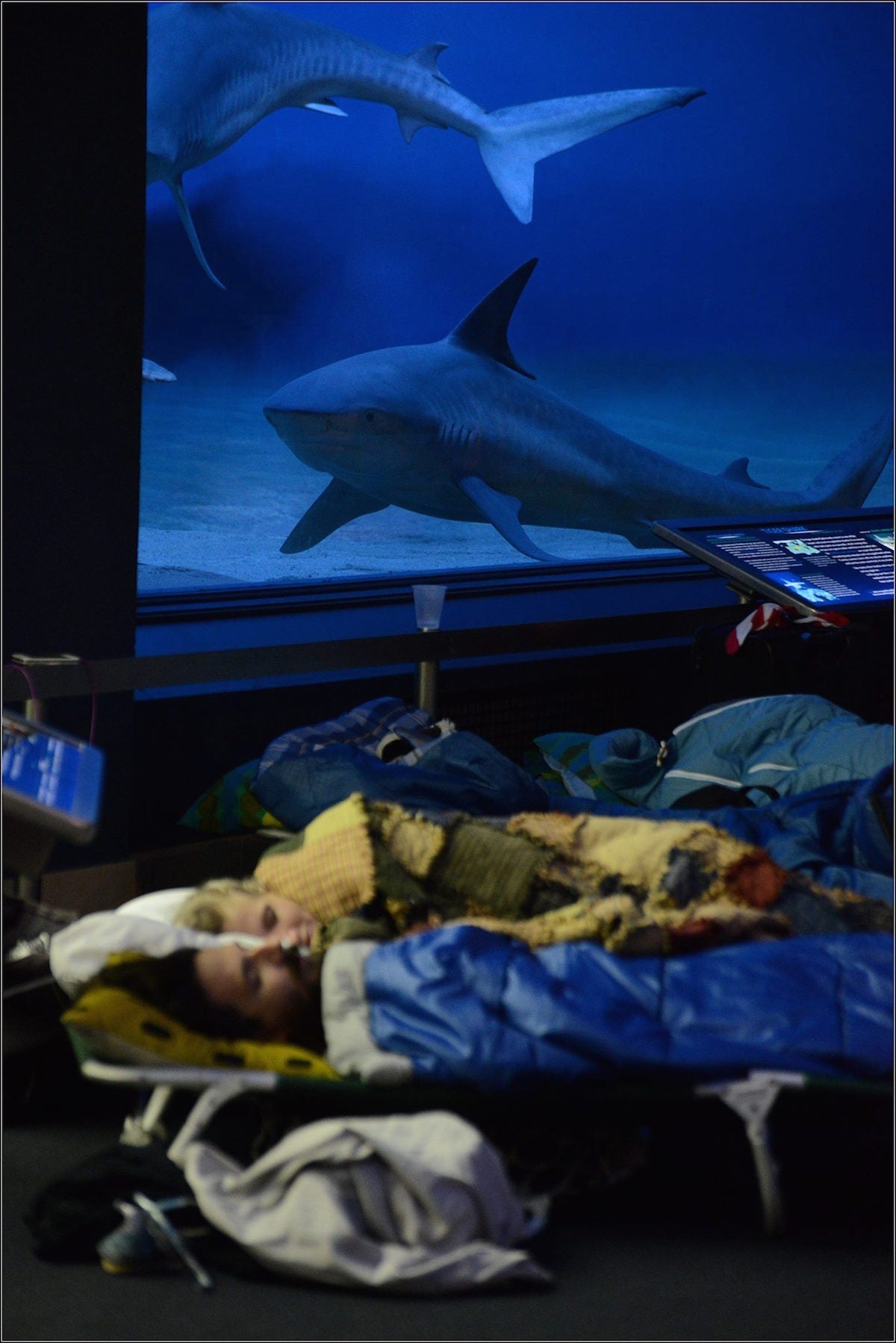 "Sleeping with the fishes" never sounded so fun. Image courtesy of American Museum of Natural History's Facebook page.