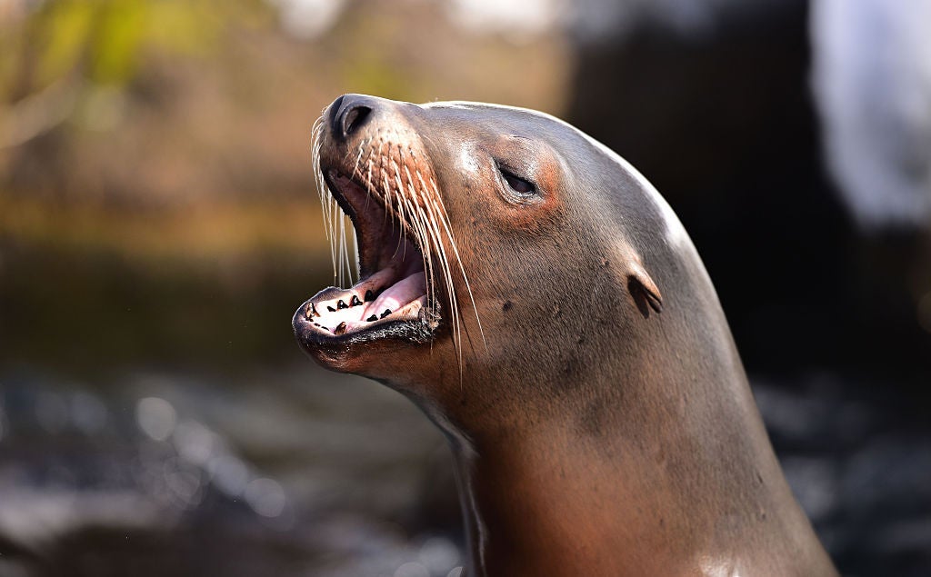 Things are about to get wild at the Bronx Zoo's adult sleepover. Photo courtesy of James Devaney/WireImage via Getty Images.