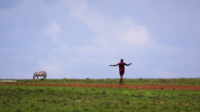 Some zebras just don't care that an airplane is about to land.
