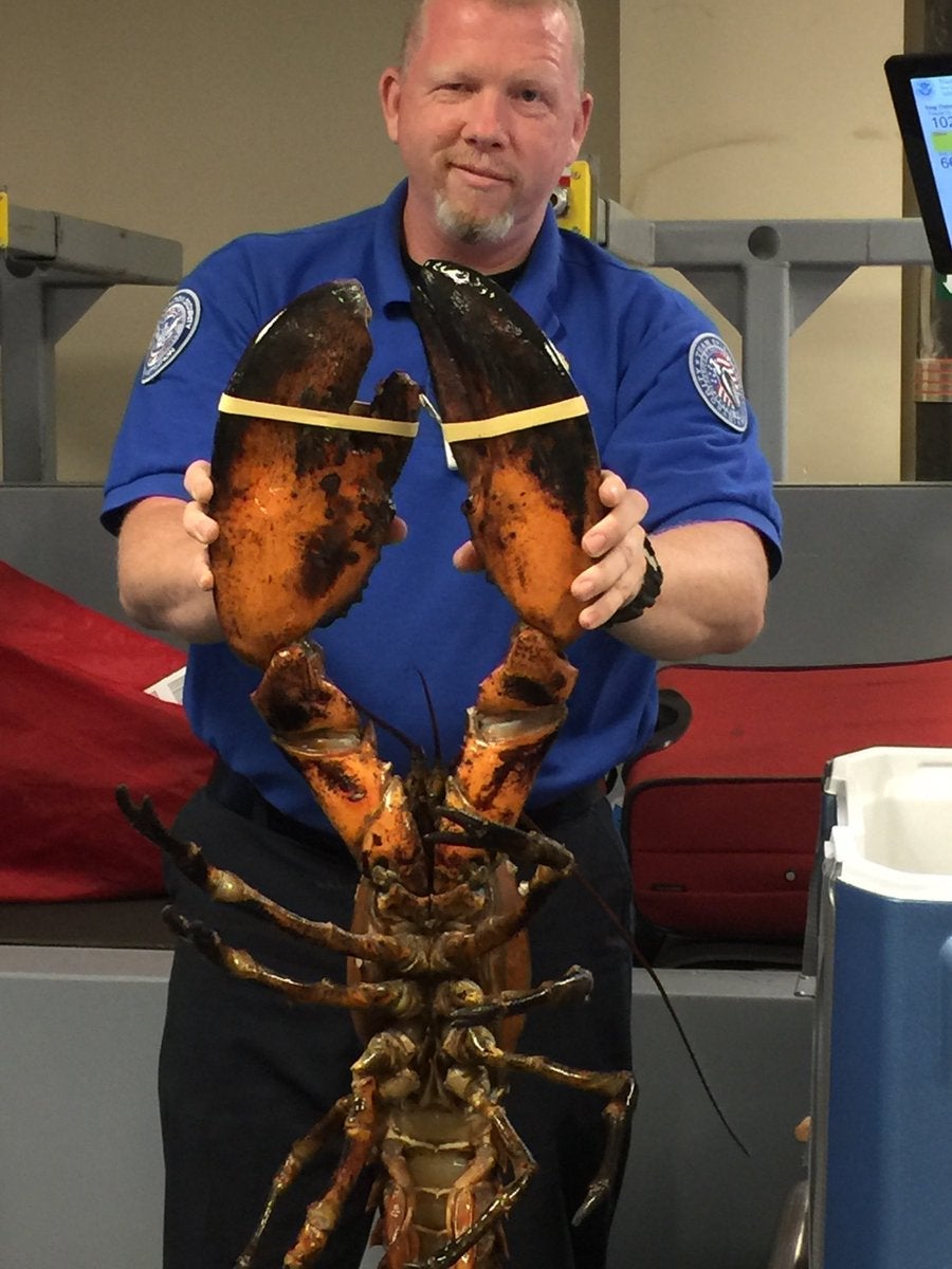TSA lobster