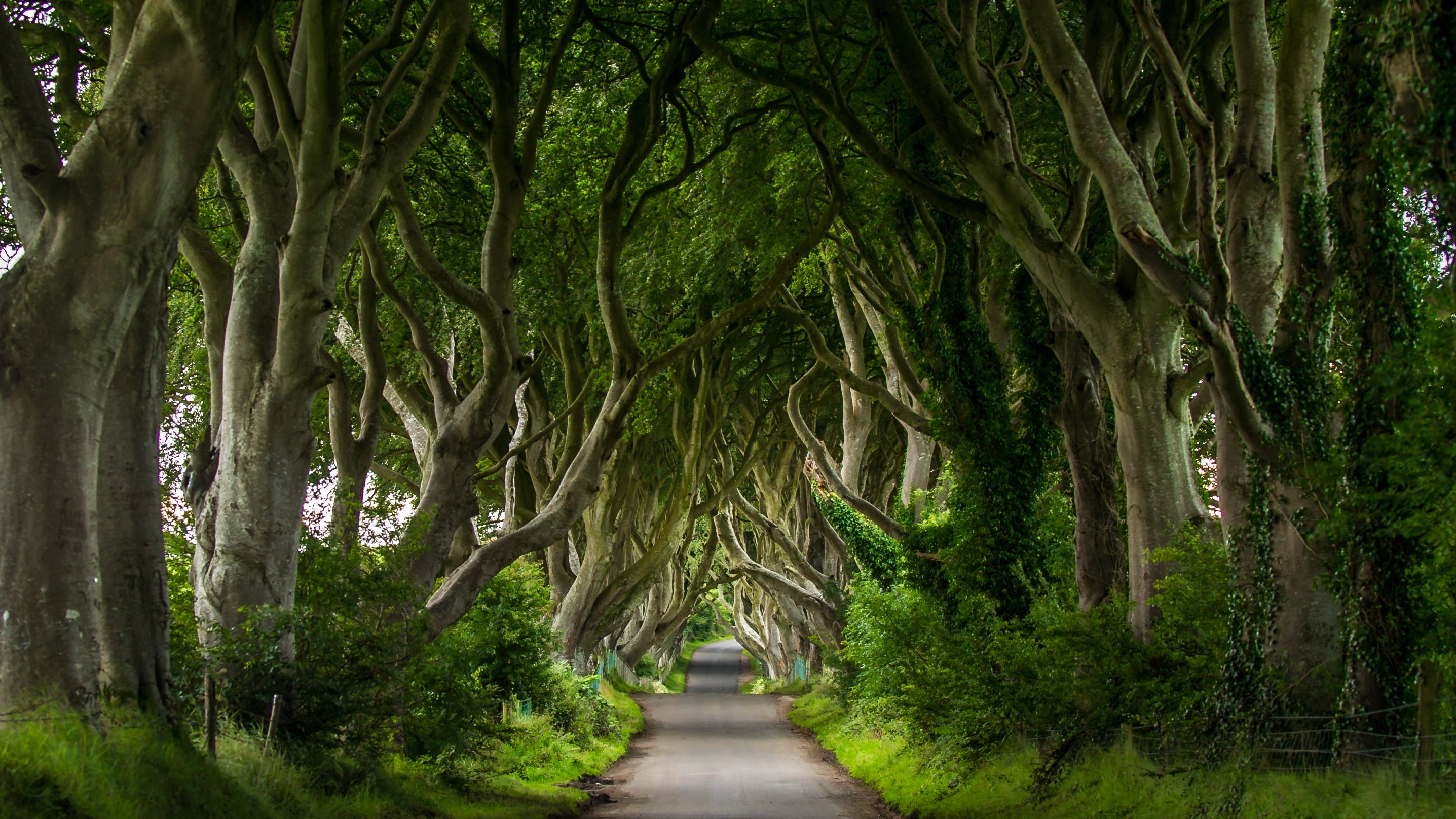 Dark Hedges photo courtesy of Insight Imaging