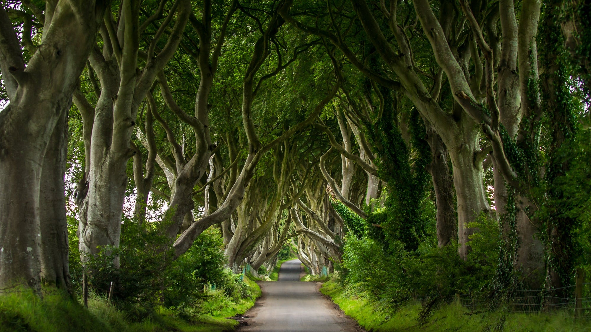 Dark Hedges Northern Ireland