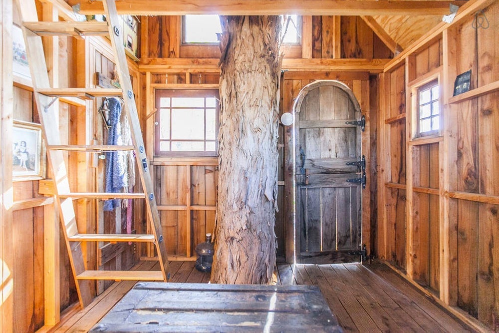 Live trees pass through the center of this rustic house. Photo courtesy of Glamping Hub.