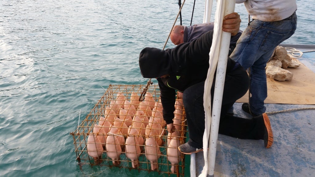 Wine is aged in clay jugs underwater. Image courtesy of Edivo Wine.