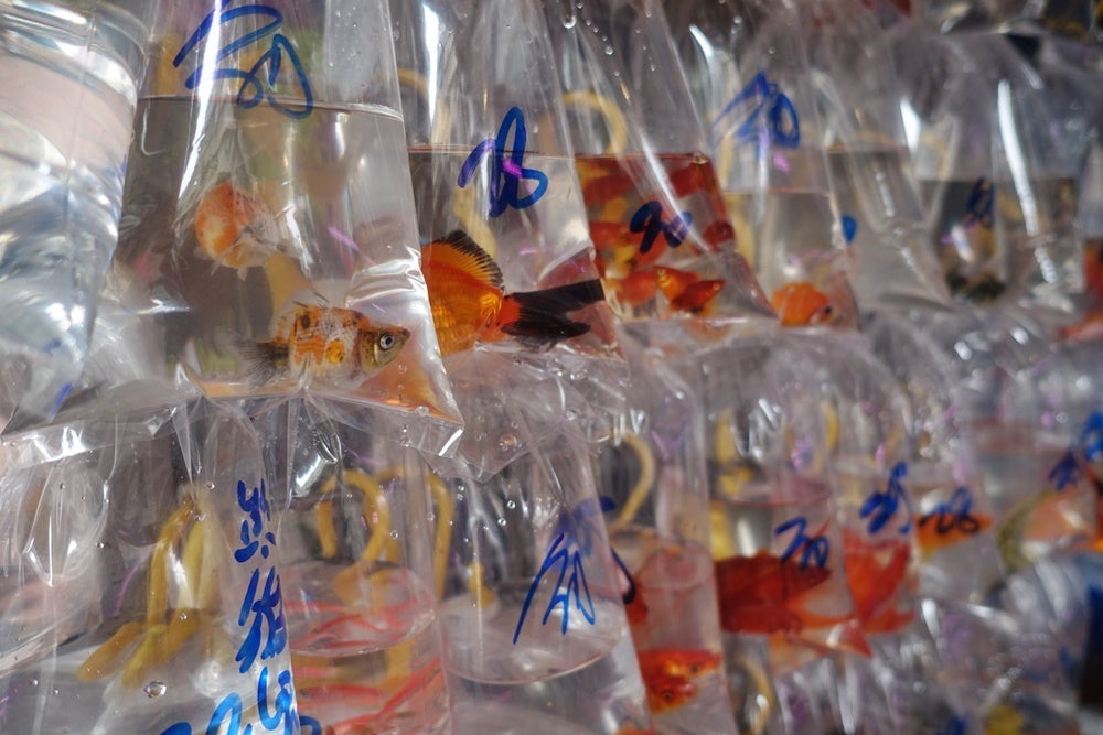 See a more local side of Kowloon with a walking tour, like the goldfish market. Photo courtesy of Lori Zaino.