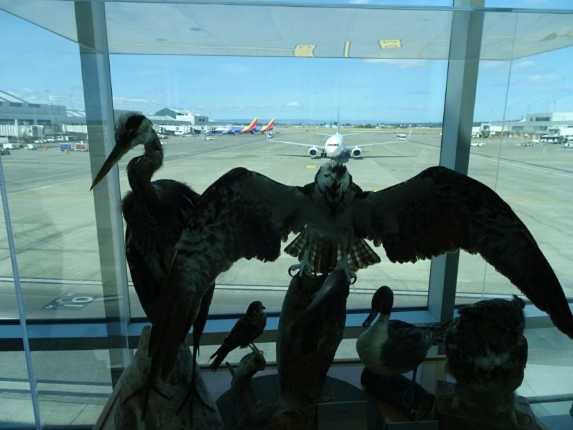 The view from the concourse connector includes this display of birds.