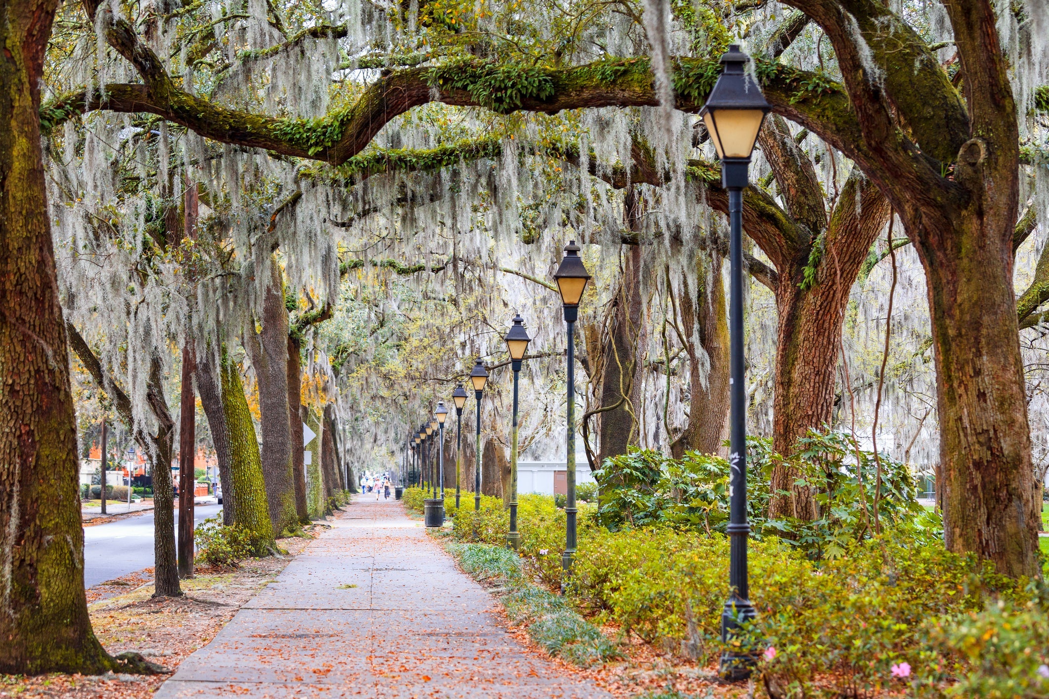 Spanish Moss, Street, Savannah, Georgia, America