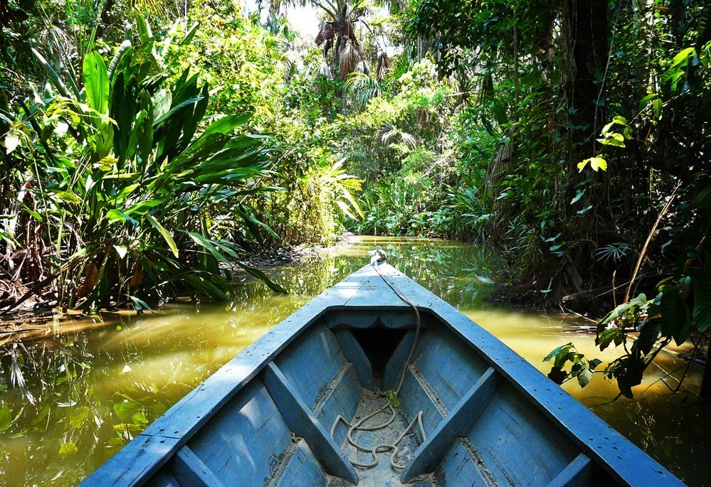 Taken a boat ride in the Amazon. Image by David Curtis / Getty Images.