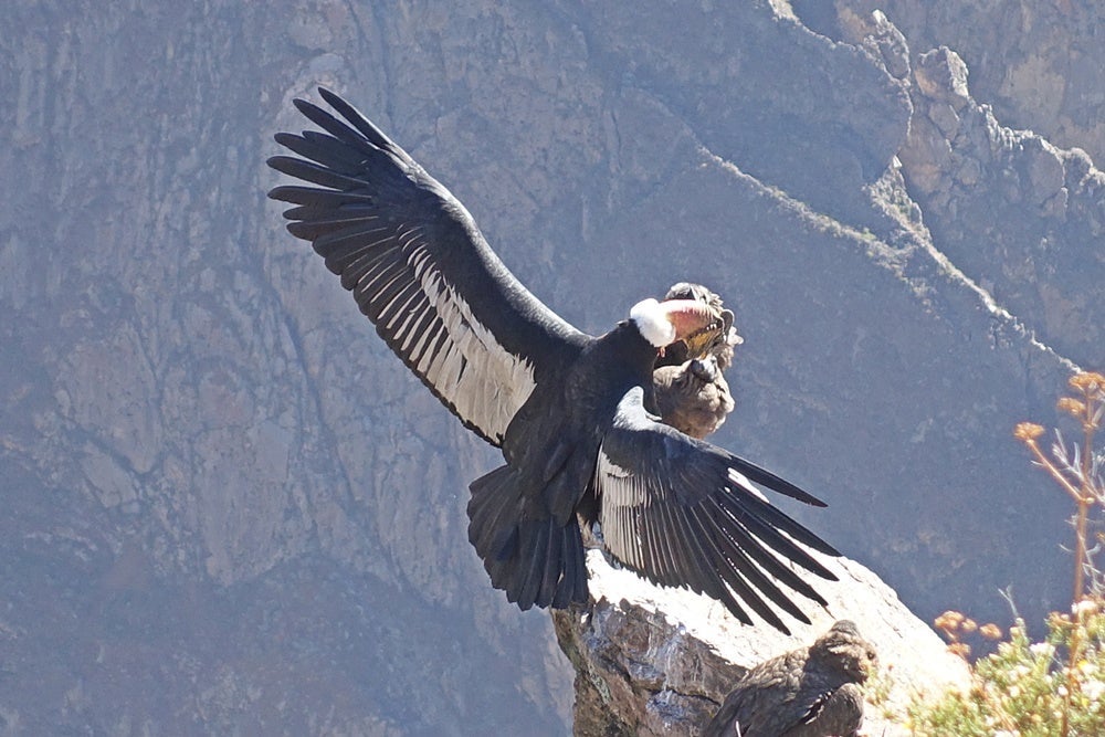See condors up close at the Cruz de Condor viewpoint.