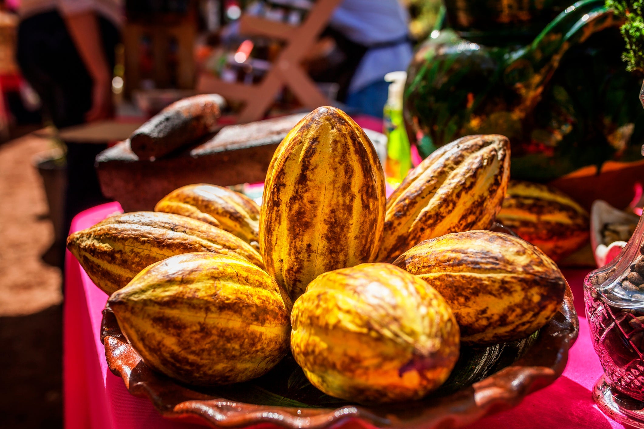 The cocoa bean, also called cacao bean, cocoa, and cacao, is the dried and fully fermented seed of Theobroma cacao, from which cocoa solids and, because of the seed's fat, cocoa butter can be extracted. Yellow cocoa seed and in the background a molcajete, this is a volcanic rock especially to pulverize the cocoa seeds to prepare the ​chocolate drink.