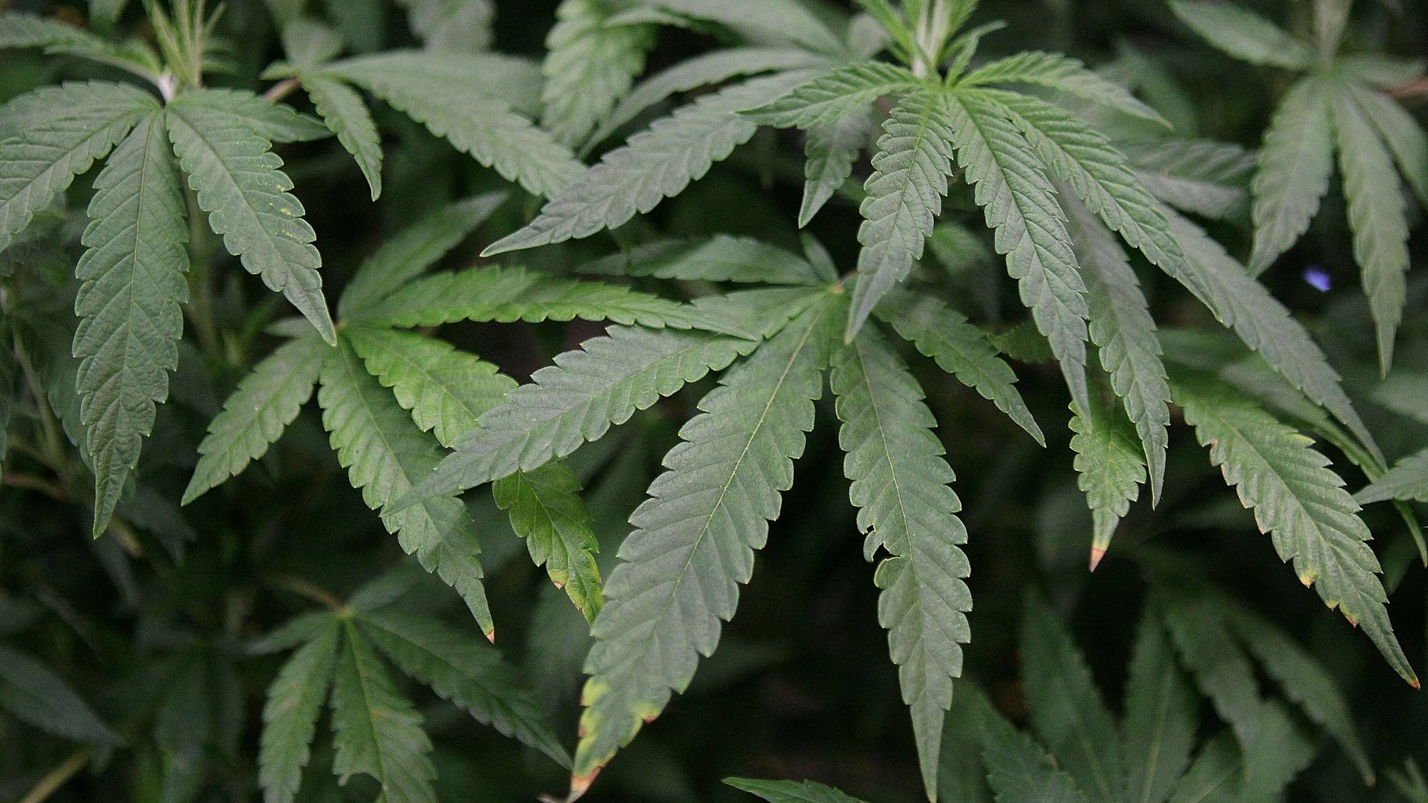 International Cannabis And Hemp Expo Held In San Francisco