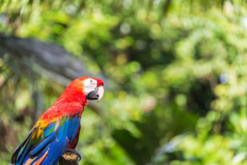 A scarlet macaw in the Amazon rainforest. Image by Jesse Kraft / EyeEm / Getty Images.