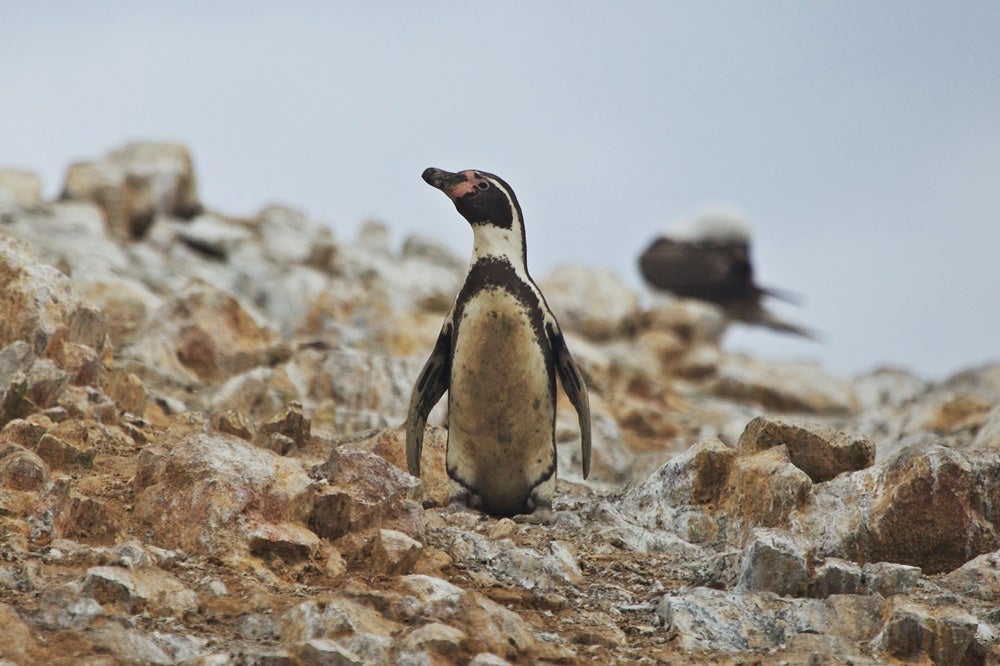 A penguin spotted on the Islas Ballestas in Peru. Image by Dislentev / Getty Images.
