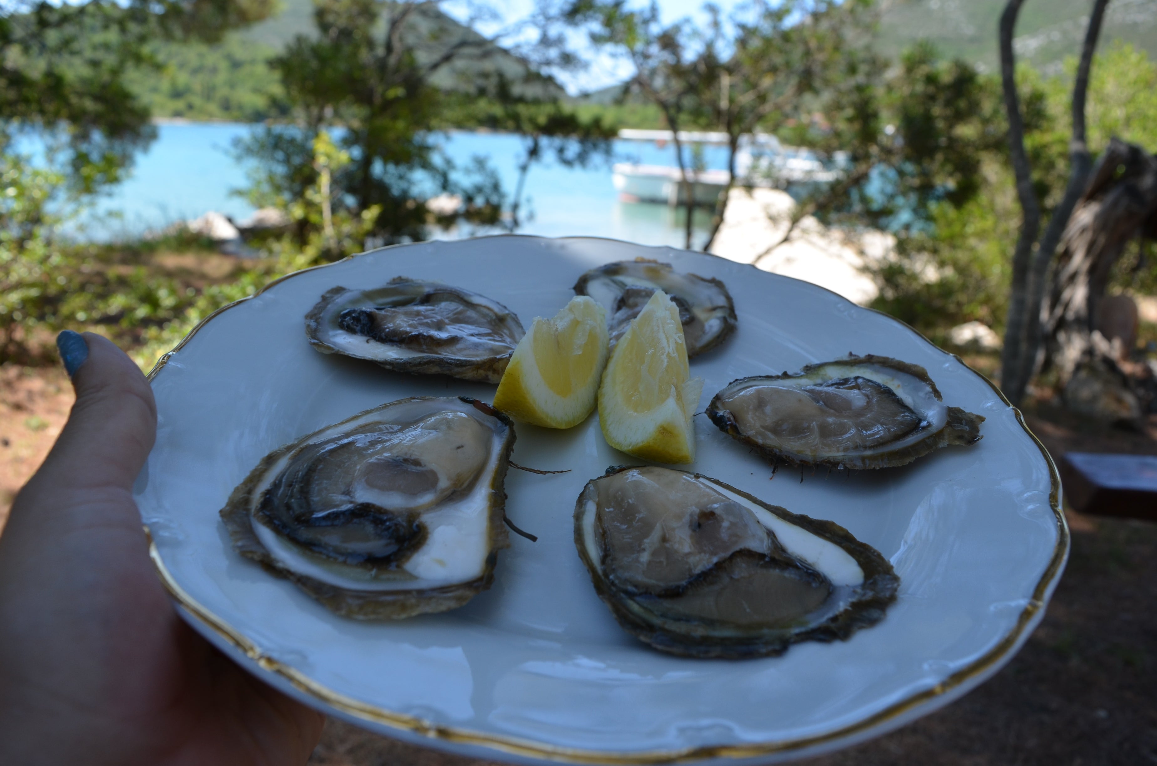 Freshly caught oysters in Ston Mali Bay.