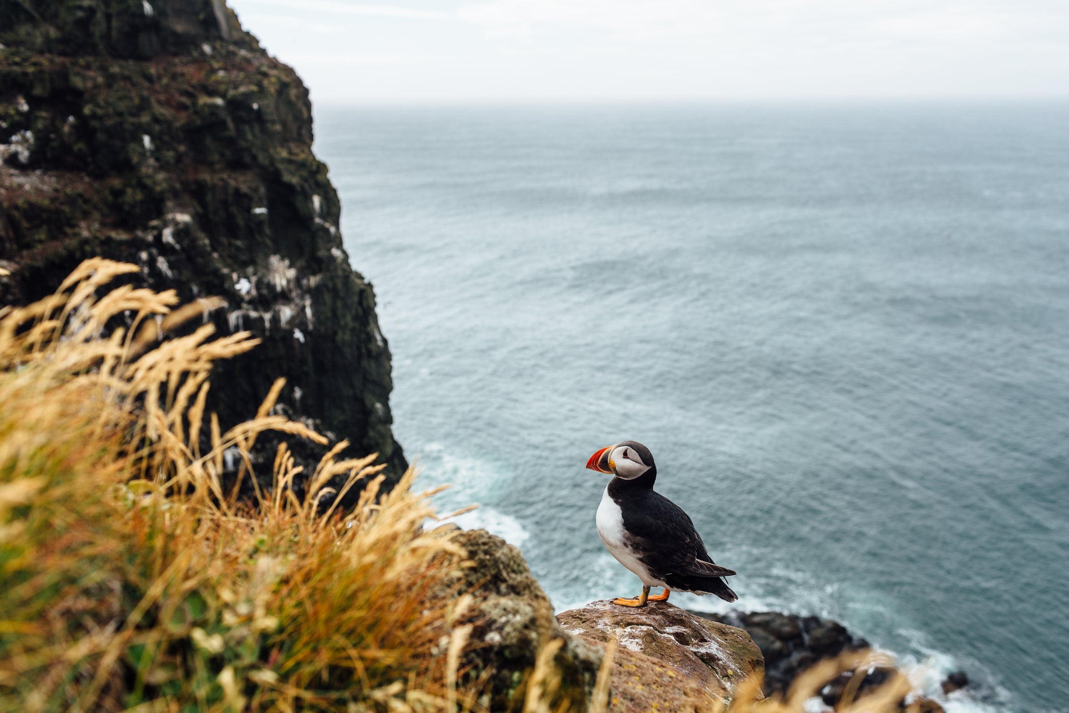 Photo of puffins at Látrabjarg by Alex Walker / Getty Images.