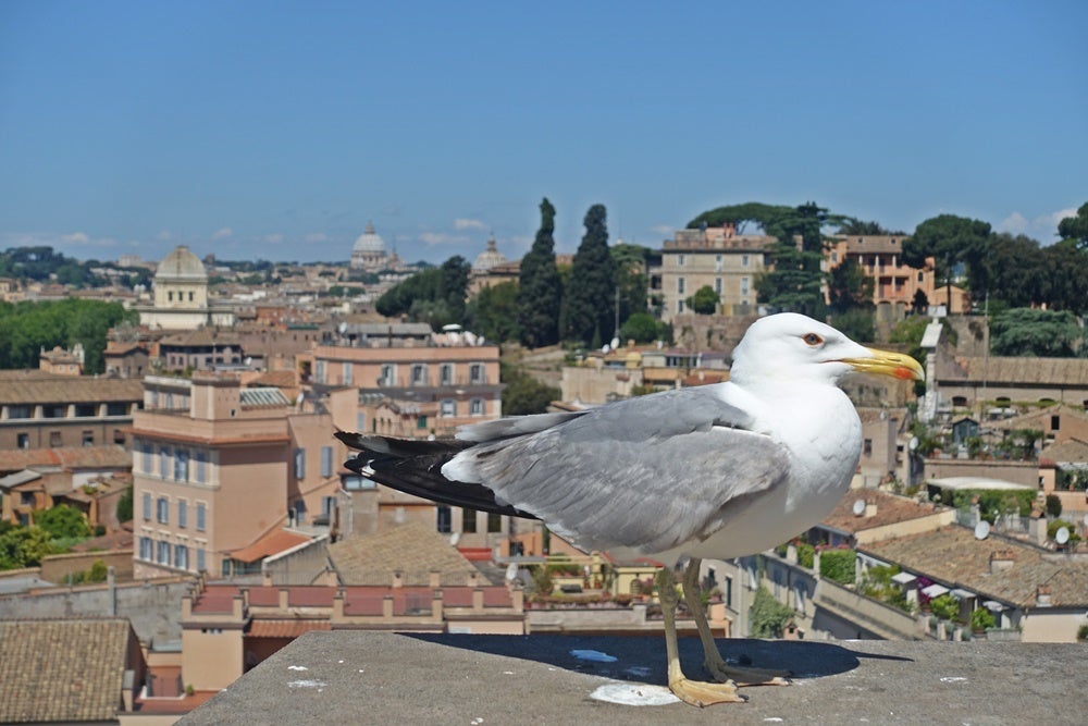 Rome seagull
