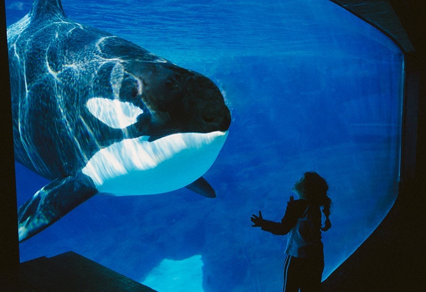 California, San Diego, Sea World, child and orca.
