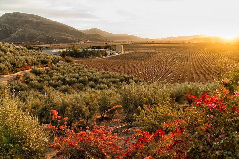 Baja's Valle de Guadalupe wine region won't stay undiscovered for long. Image credit: Getty Images.