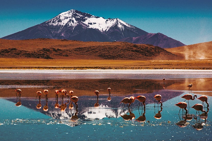 Salt flats in Bolivia's northern highlands are home to flamingos. Image credit: Getty Images.