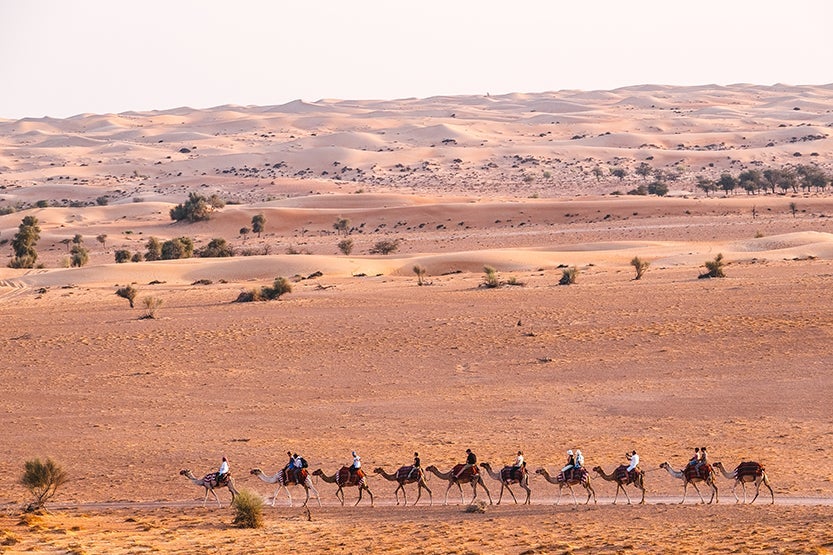 Dubai Camel Trek