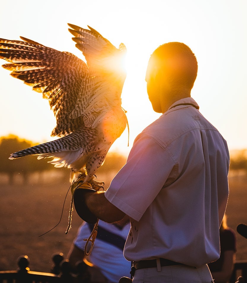 Falconry Al Maha Desert Resort Dubai Review