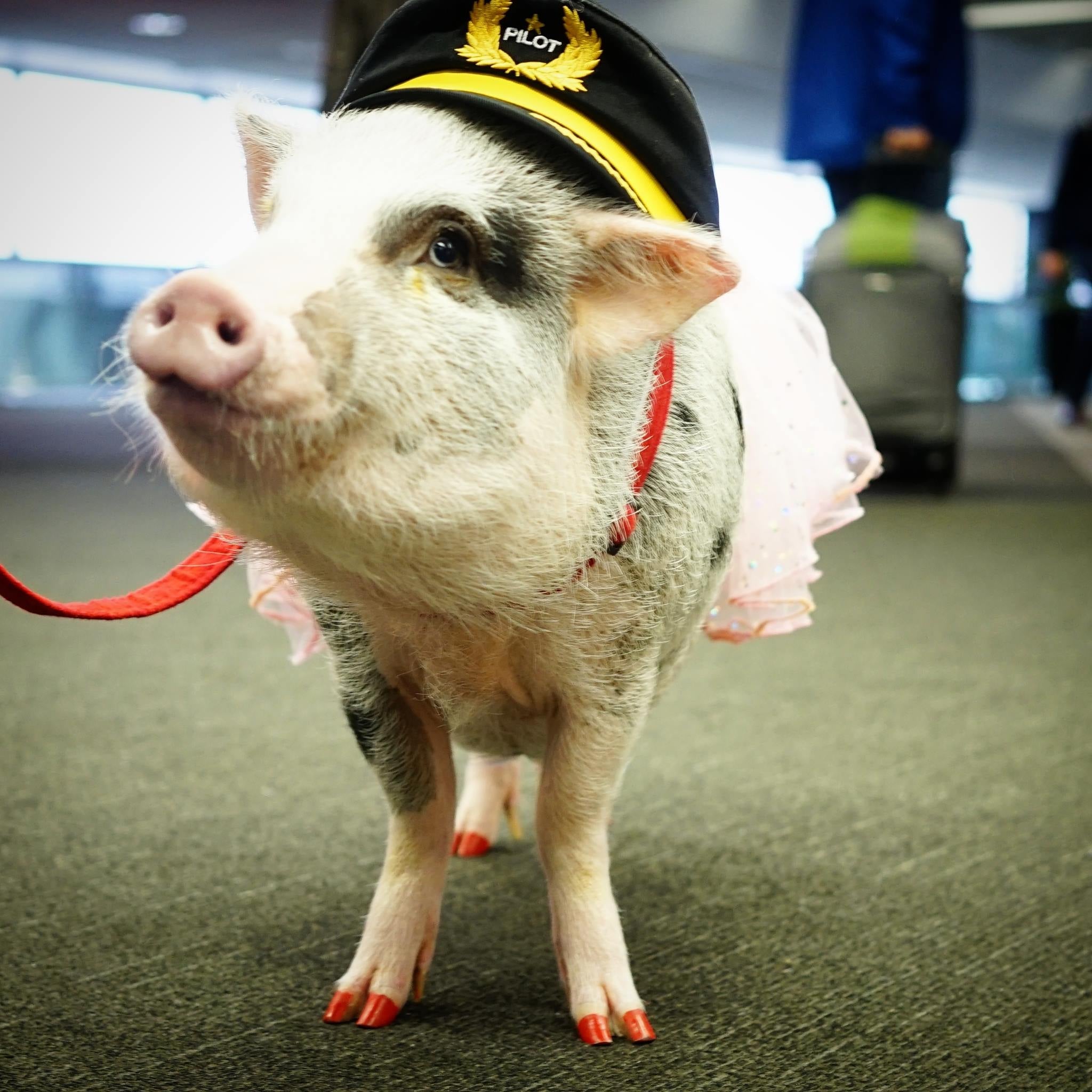 It's a bird, it's a plane, it's a… therapy pig! Image courtesy of LiLou the Pig's Facebook page.