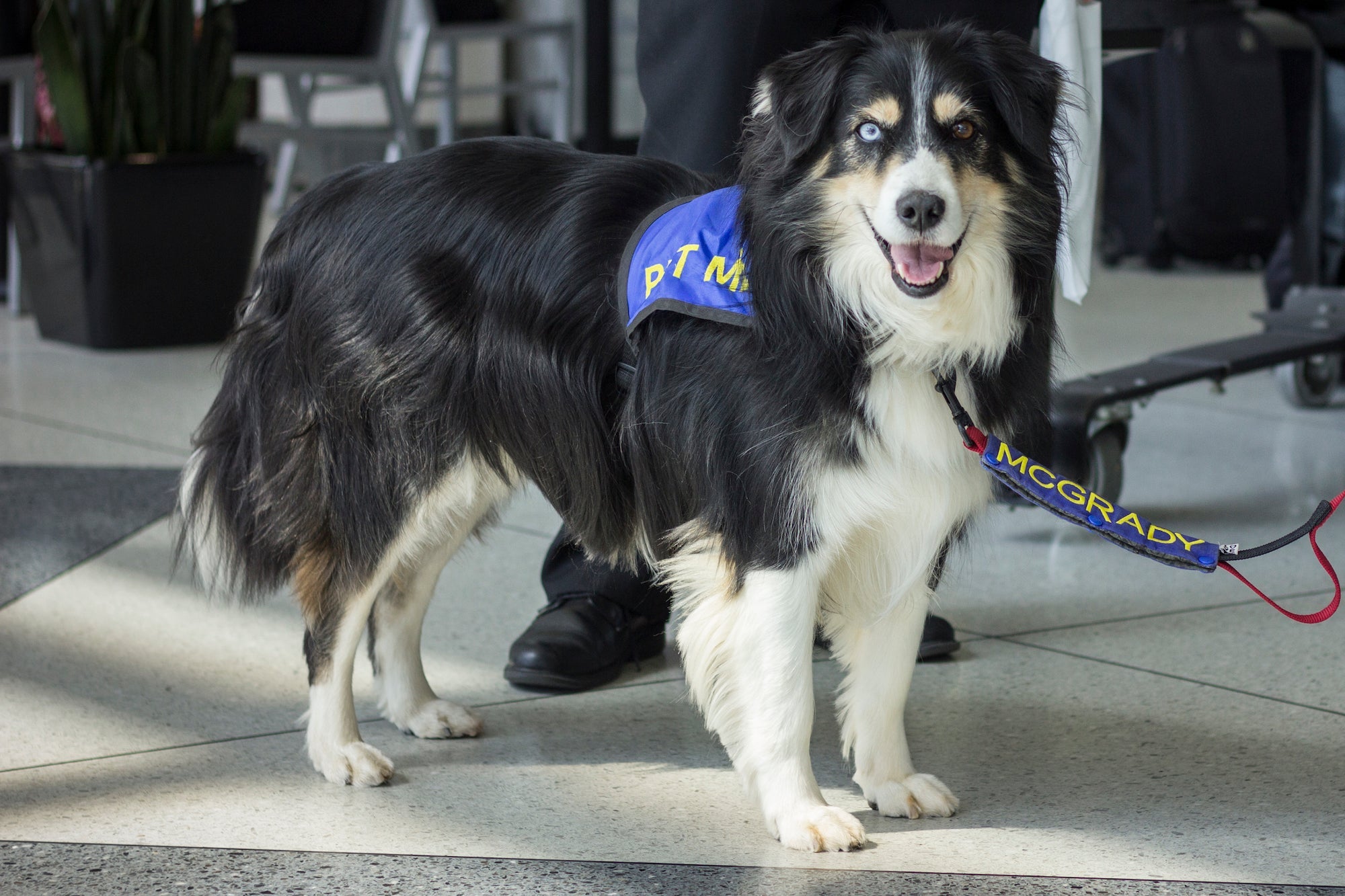 "McGrady is extra special," says Lauri Golden of the adorable Australian Shepherd. Image courtesy of Charlotte Douglas International Airport.