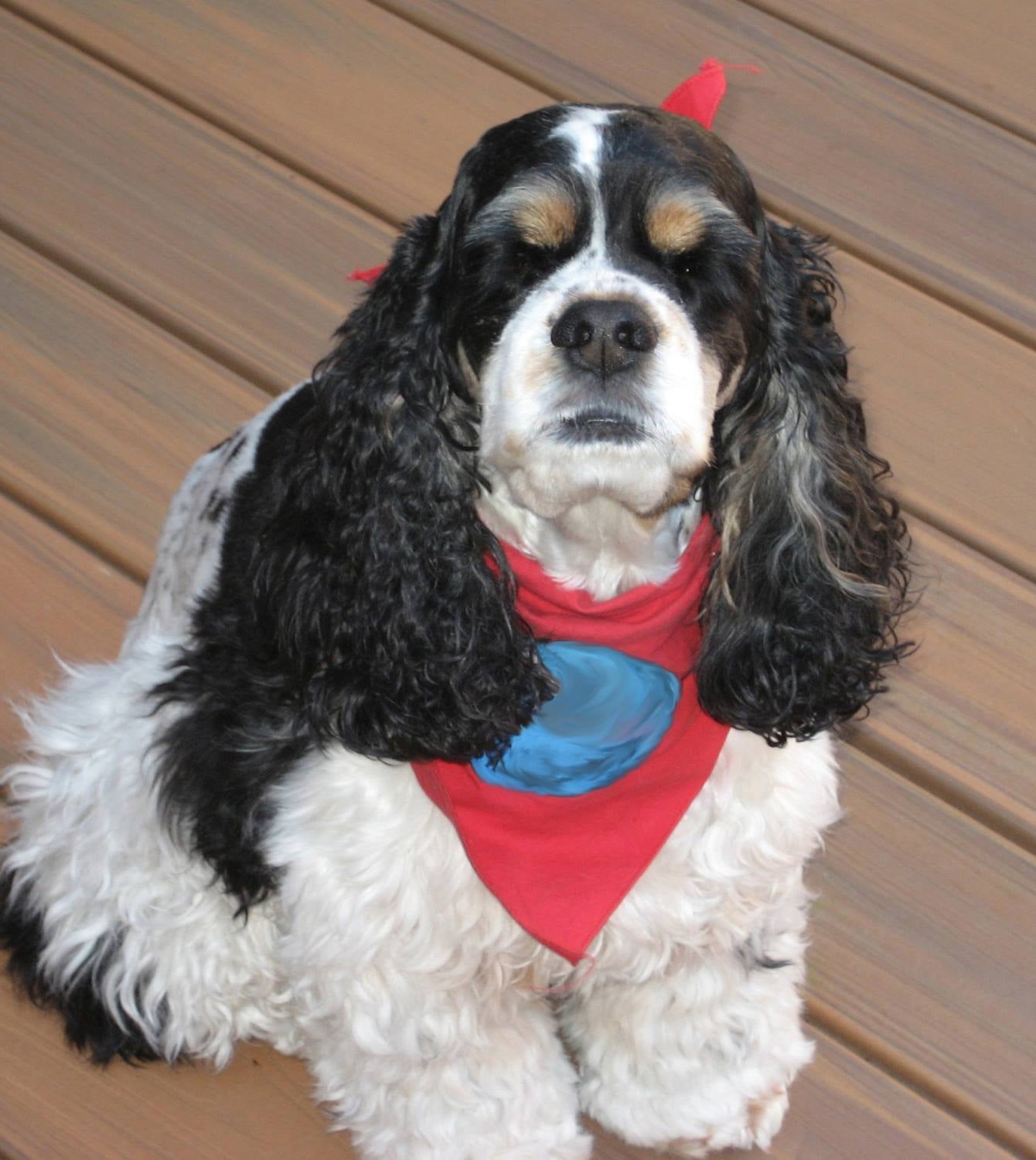 Say hello to Gracie. Image courtesy of San Jose International Airport's Facebook page.
