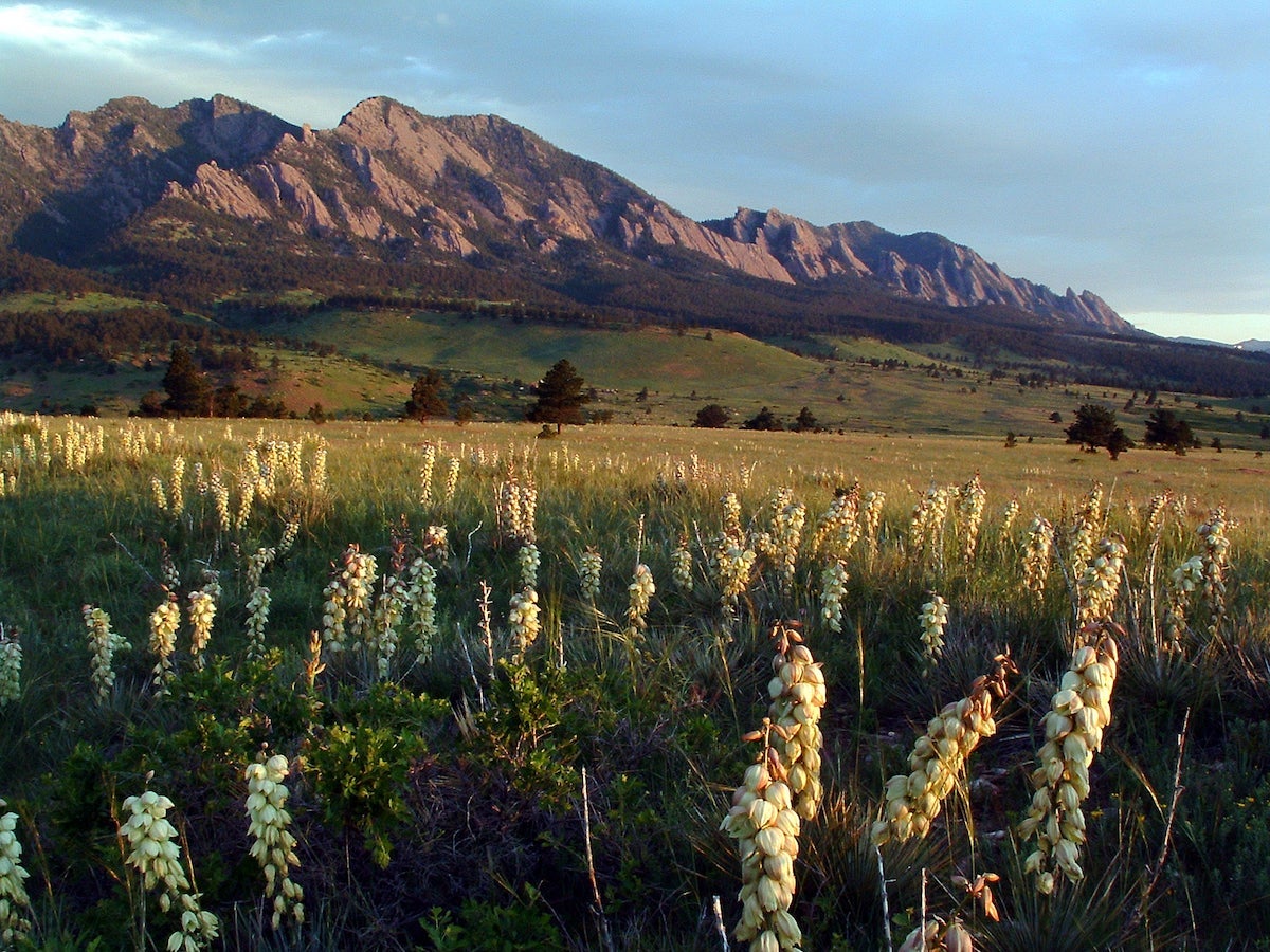 Boulder, Colorado flatirons with blooming Yucca plants in the foreground