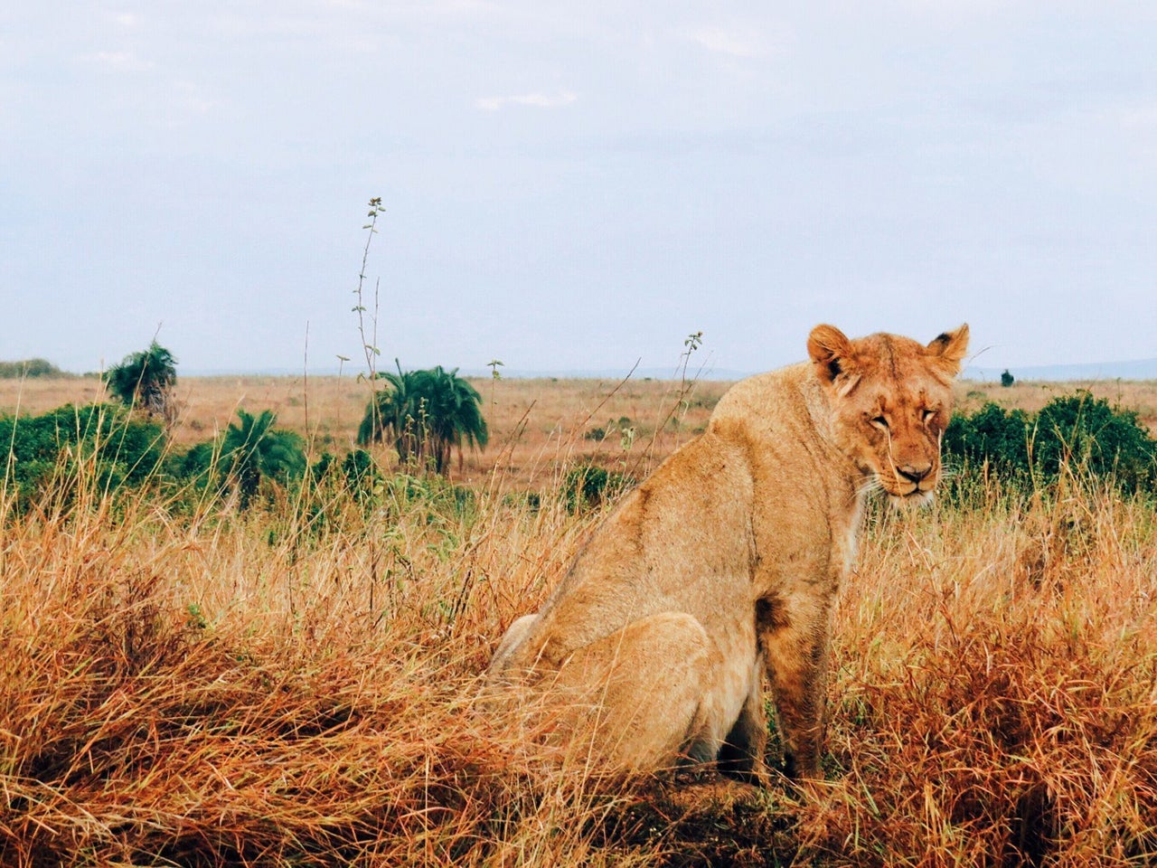 Lioness in the Nairobi National Park, Kenya. (Photo by @nana_dei via Twenty20)
