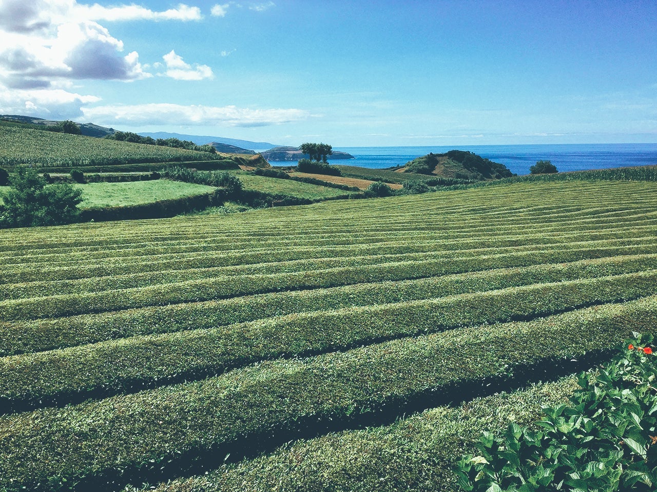 Rows of tea bushes making a large tea plantation in the Azores. Cha Gorreana tea plantation. (Photo by Patricia Hamilton/Getty Images)