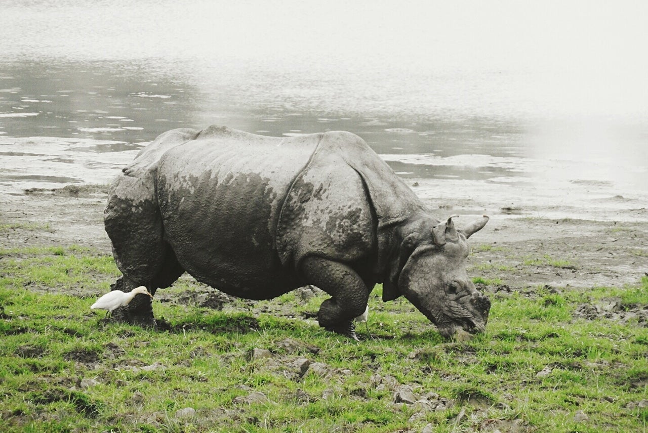 A Great Indian Rhinoceros with bird at Kaziranga National Park. (Photo by Parth Mehrotra / EyeEm / Getty Images)