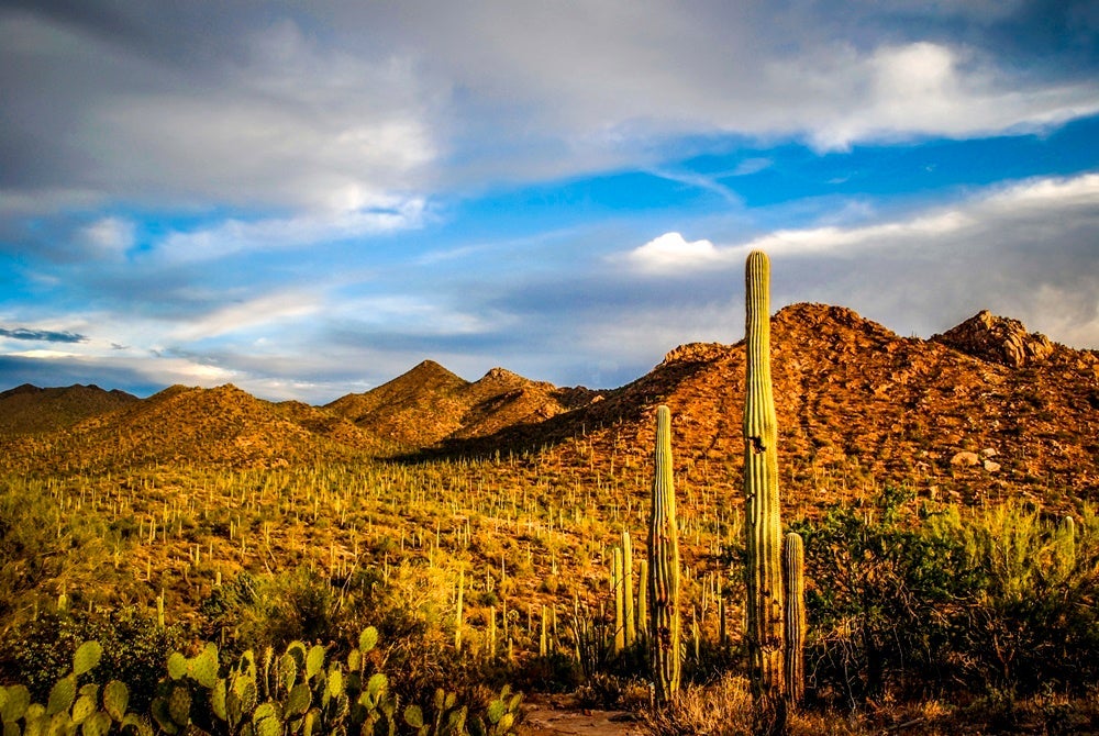 Saguaro National Park in Tucson, Arizona. Photo by Chiara Salvadori / Getty