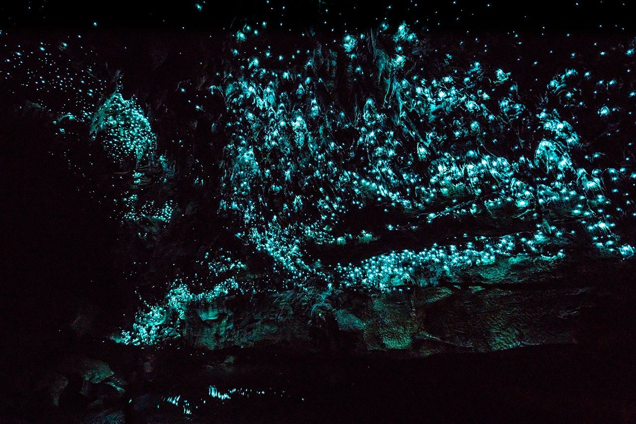 Millions of glow worms in cathedral room at the end of Waipu Cave in New Zealand. (Photo by MarcelStrelow/Getty Images)